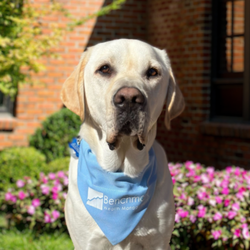 A headshot of a cream Lab dog wearing a blue bandana sitting in a garden