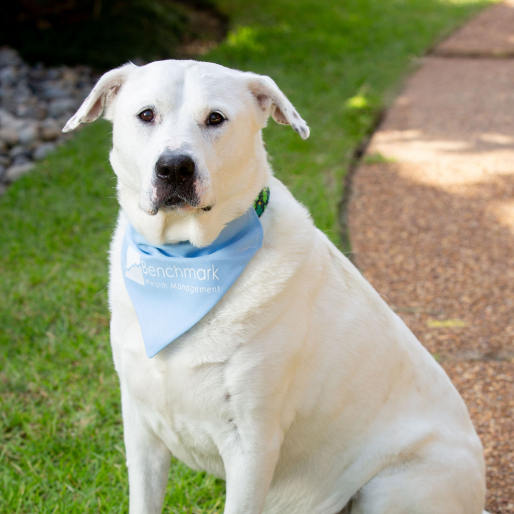 Meet Your Team At Benchmark